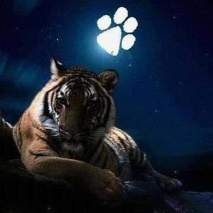 Meet your Posher, Joel